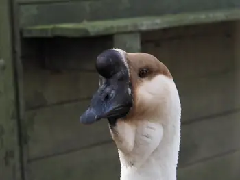 Lens Polder Petting zoo in Newport (Belgium)